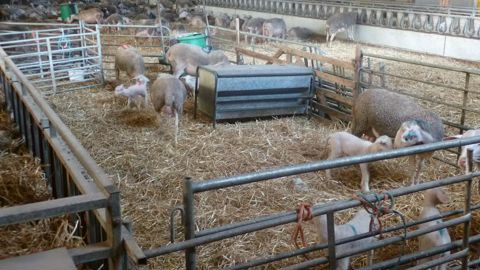 Laits 3 Bio initié par Unicor enregistre déjà de belles réussites, notamment en lait de brebis bio des Bergers du Larzac, dont la collecte est passée de 800 000 l à 1,4 Ml entre 2016 et 2018.